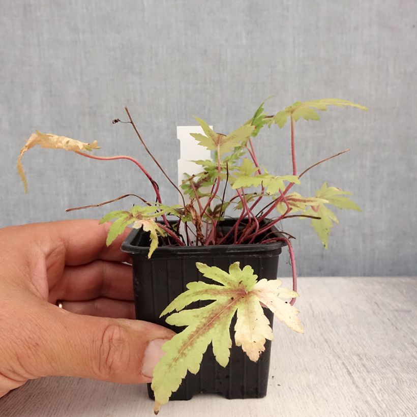 Spécimen de Tiarelle - Tiarella Morning Star Godet de 8/9 cm tel que livré en été