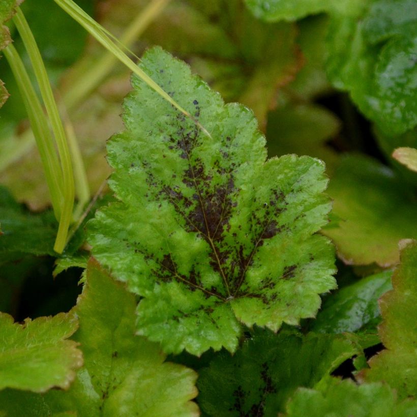 Tiarelle - Tiarella Tiger Stripe (Feuillage)