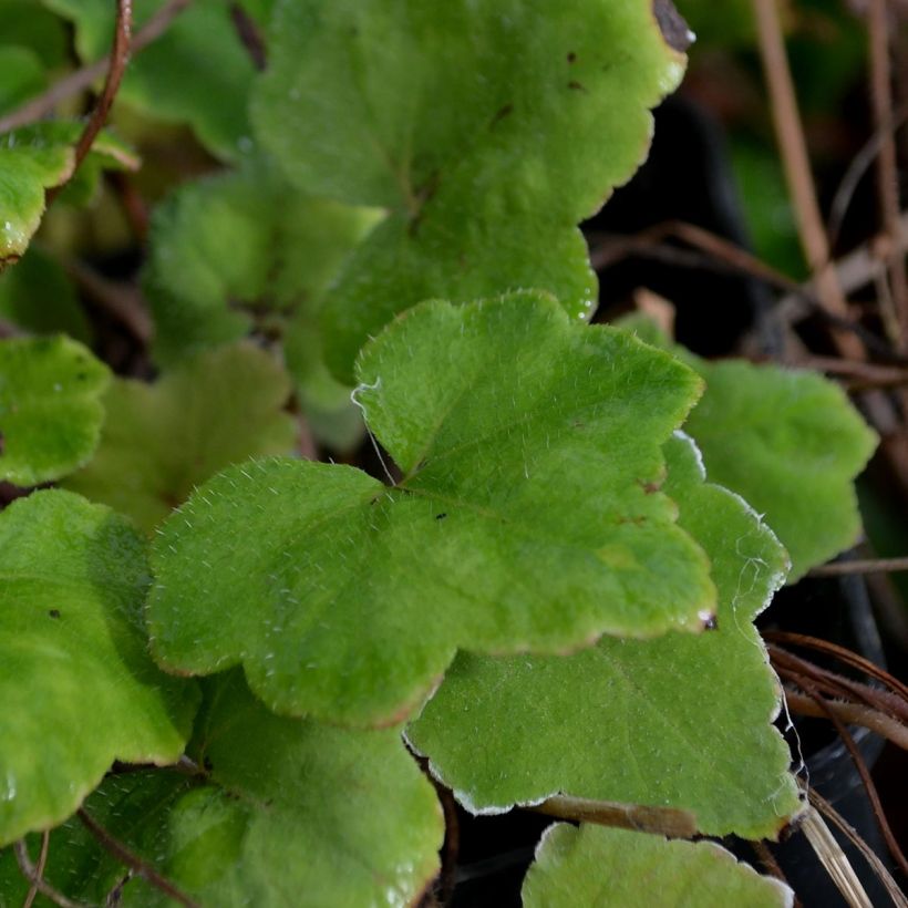 Tiarelle - Tiarella wherryi (Feuillage)