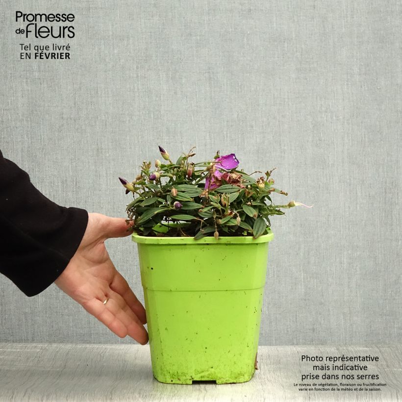 Spécimen de Tibouchina Groovy baby - Tibouchina nain Pot de 4L/5L tel que livré en hiver