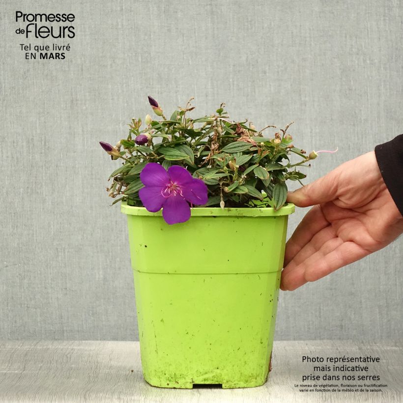 Spécimen de Tibouchina Groovy baby - Tibouchina nain Pot de 2L/3L tel que livré au printemps