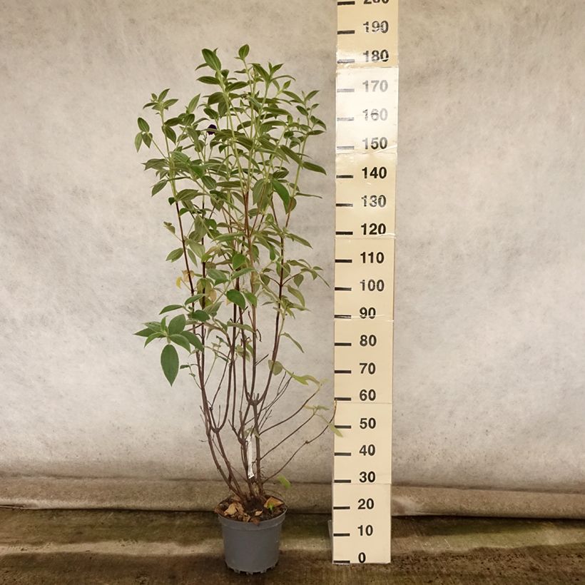Spécimen de Tibouchina semidecandra - Lasiandra Pot de 7,5L/10L tel que livré en été