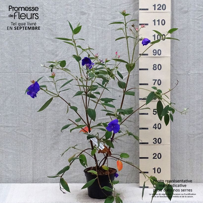 Spécimen de Tibouchina urvilleana Edwardsii Pot de 3L/4L tel que livré en automne