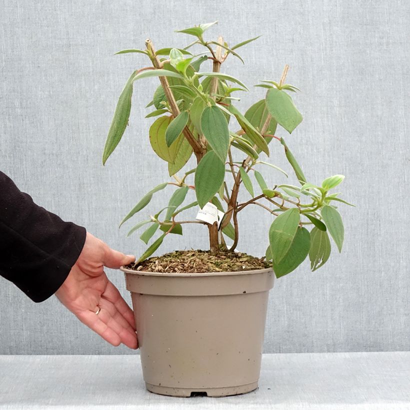 Spécimen de Tibouchina urvilleana Edwardsii  tel que livré au printemps