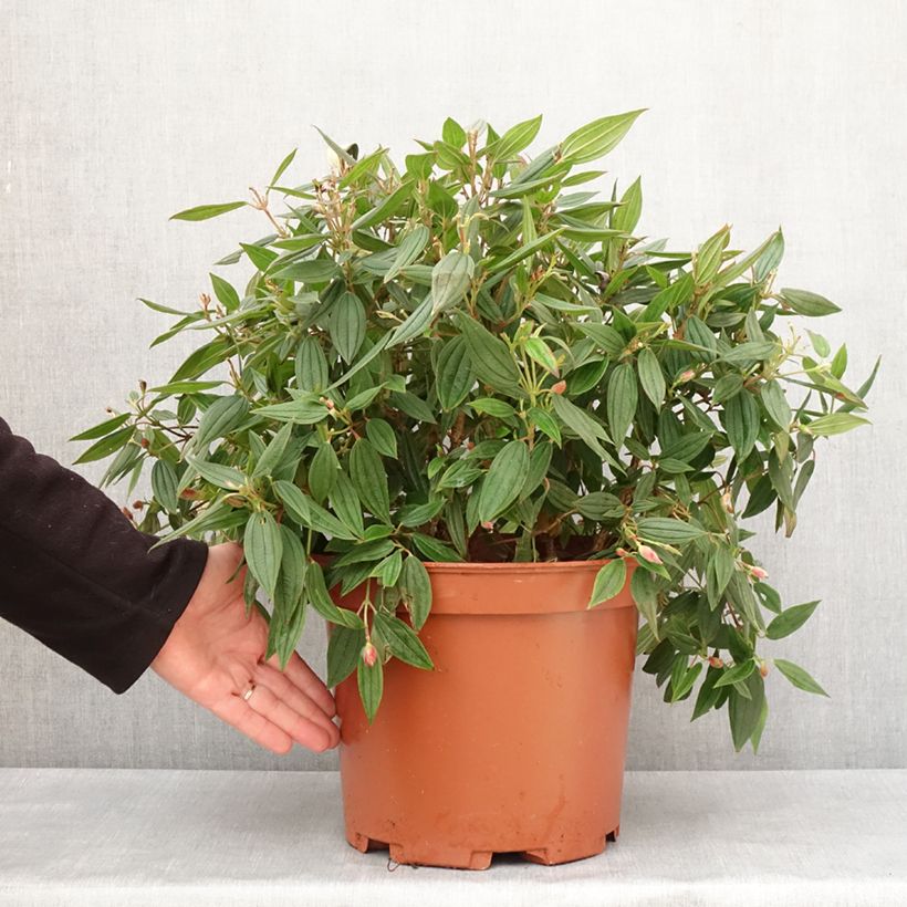 Spécimen de Tibouchina urvilleana Peace Baby Pot de 7,5L/10L tel que livré en hiver