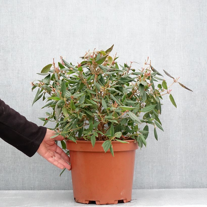 Spécimen de Tibouchina urvilleana Peace Baby - Pot de 7,5L/10L tel que livré au printemps