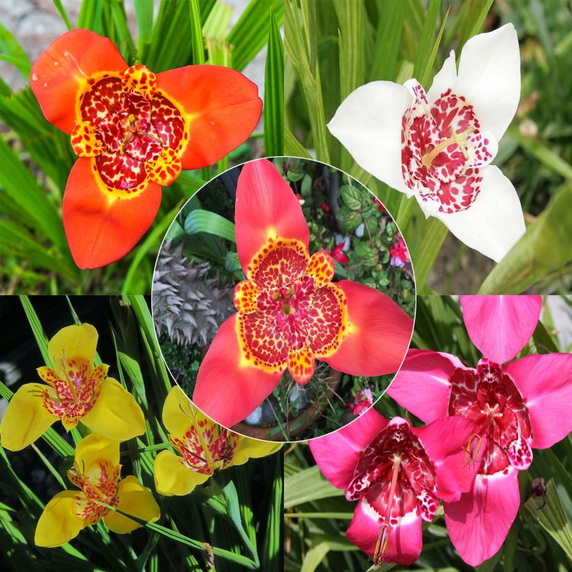 Tigridia pavonia en mélange - Oeil de Paon (Floraison)