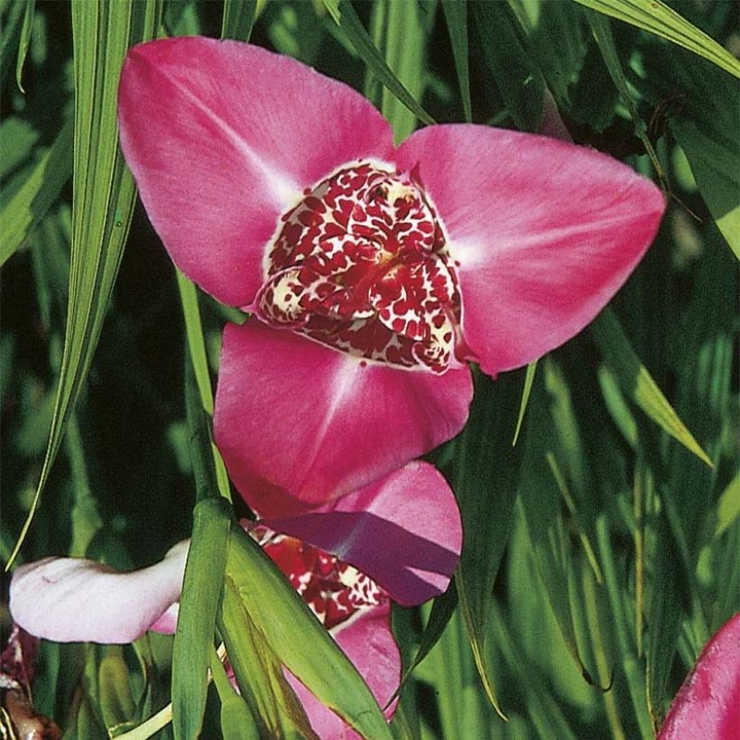 Tigridia pavonia Lilacea - Oeil de Paon (Floraison)