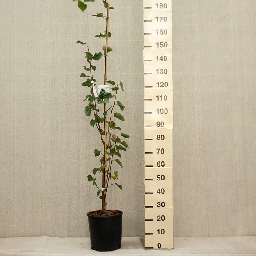Spécimen de Tilia cordata Greenspire - Tilleul à petites feuilles Pot de 7,5L/10L tel que livré en automne