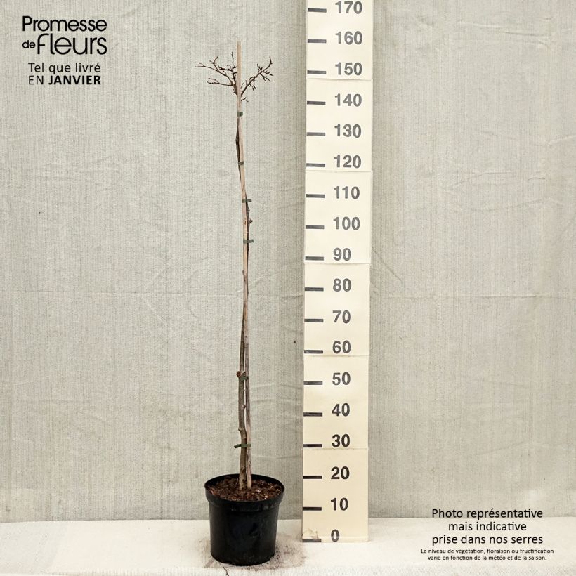 Spécimen de Tilia cordata Lico - Tilleul à petites feuilles Pot de 7,5L/10L, Tige tel que livré en hiver
