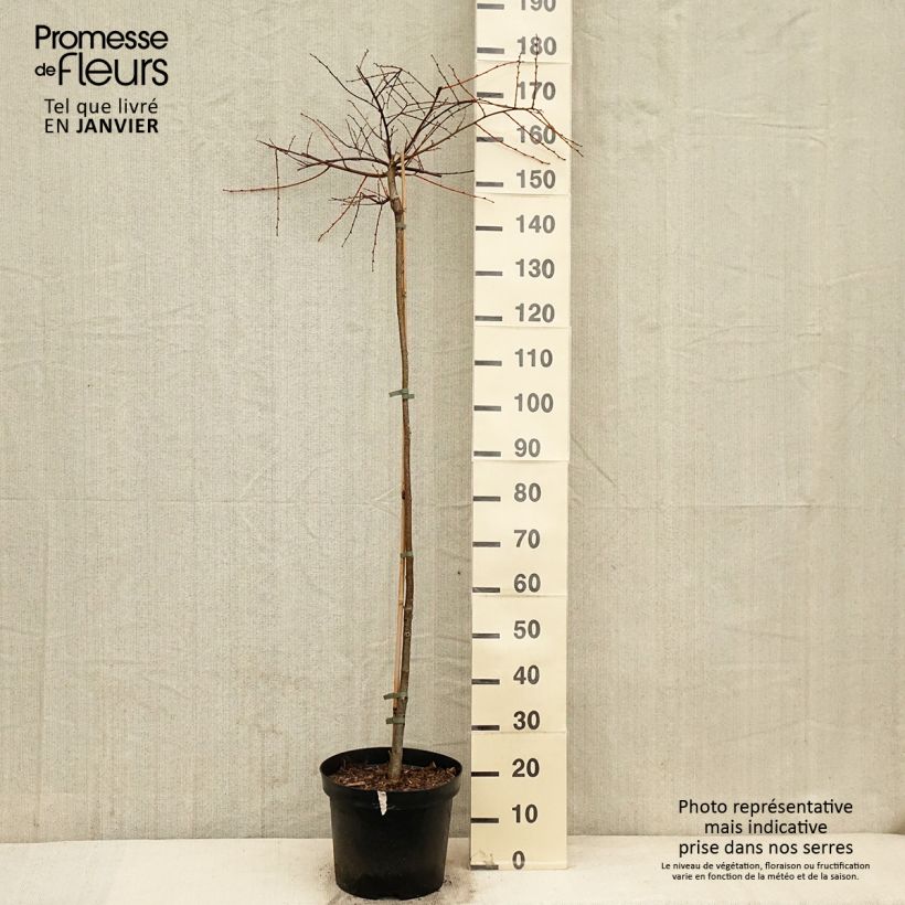 Spécimen de Tilia cordata Pevé Kronenberg - Tilleul à petites feuilles - Pot de 12L/15L tel que livré en hiver
