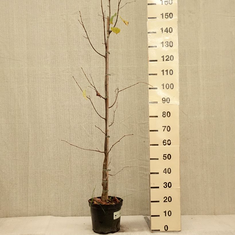 Spécimen de Tilleul à petites feuilles Swedish Upright - Tilia cordata  Pot de 7,5L/10L tel que livré en automne