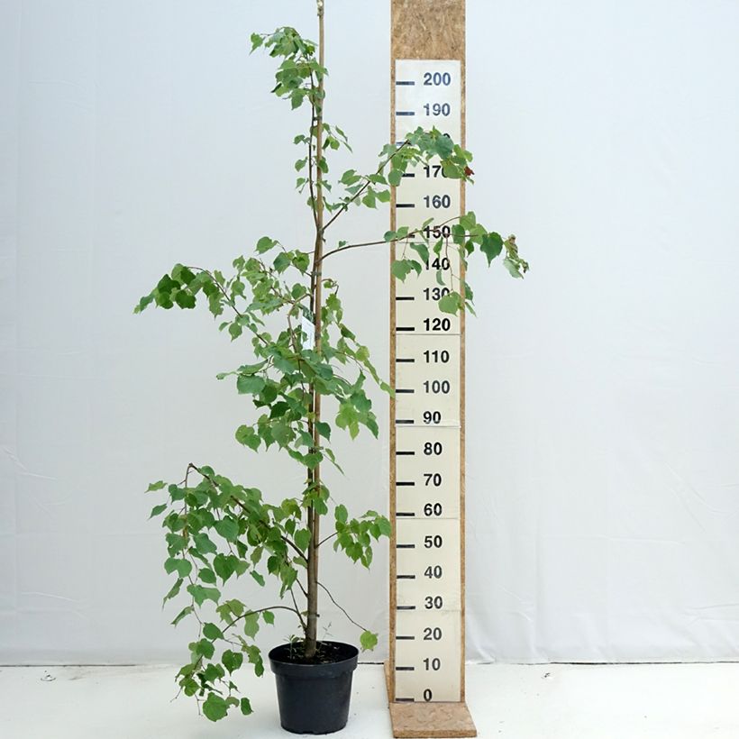 Spécimen de Tilia cordata - Tilleul à petites feuilles Pot de 7,5L/10L tel que livré en été