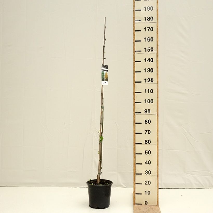 Spécimen de Tilia cordata - Tilleul à petites feuilles Pot de 7,5L/10L tel que livré au printemps