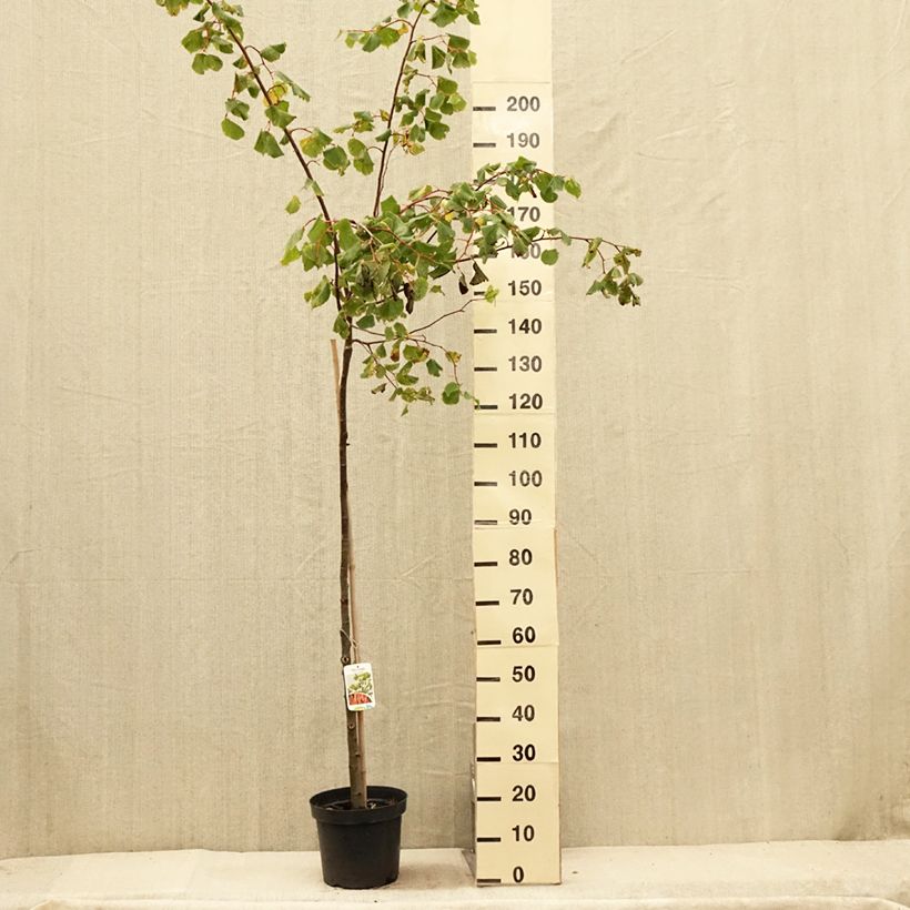 Spécimen de Tilia cordata Winter Orange - Tilleul à petites feuilles - Pot de 7,5L/10L tel que livré en été