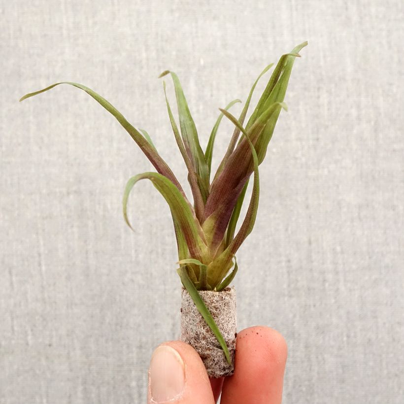 Spécimen de Tillandsia Andreas - Motte 5 cm x 7 cm tel que livré au printemps