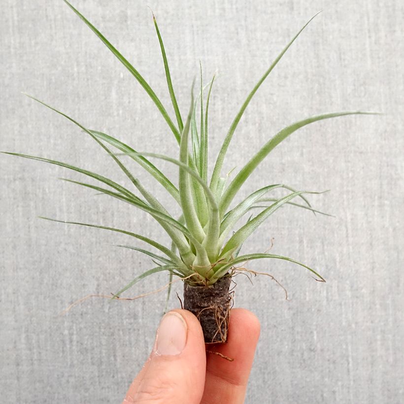 Spécimen de Tillandsia Mizuki - Motte 5 cm x 7 cm tel que livré au printemps