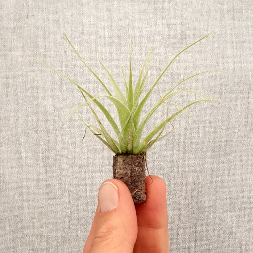 Spécimen de Tillandsia Samantha - Motte 5 cm x 7 cm tel que livré au printemps