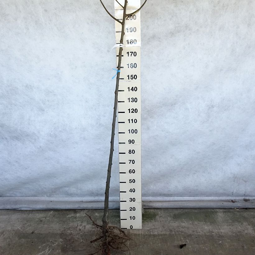 Spécimen de Tilleul à grandes feuilles - Tilia platyphyllos Racines nues tel que livré en hiver