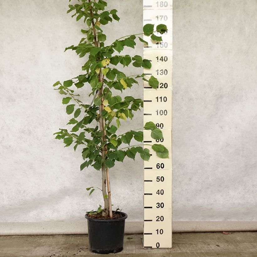 Spécimen de Tilleul à grandes feuilles - Tilia platyphyllos Rubra Pot de 12L/15L, Baliveau tel que livré en été