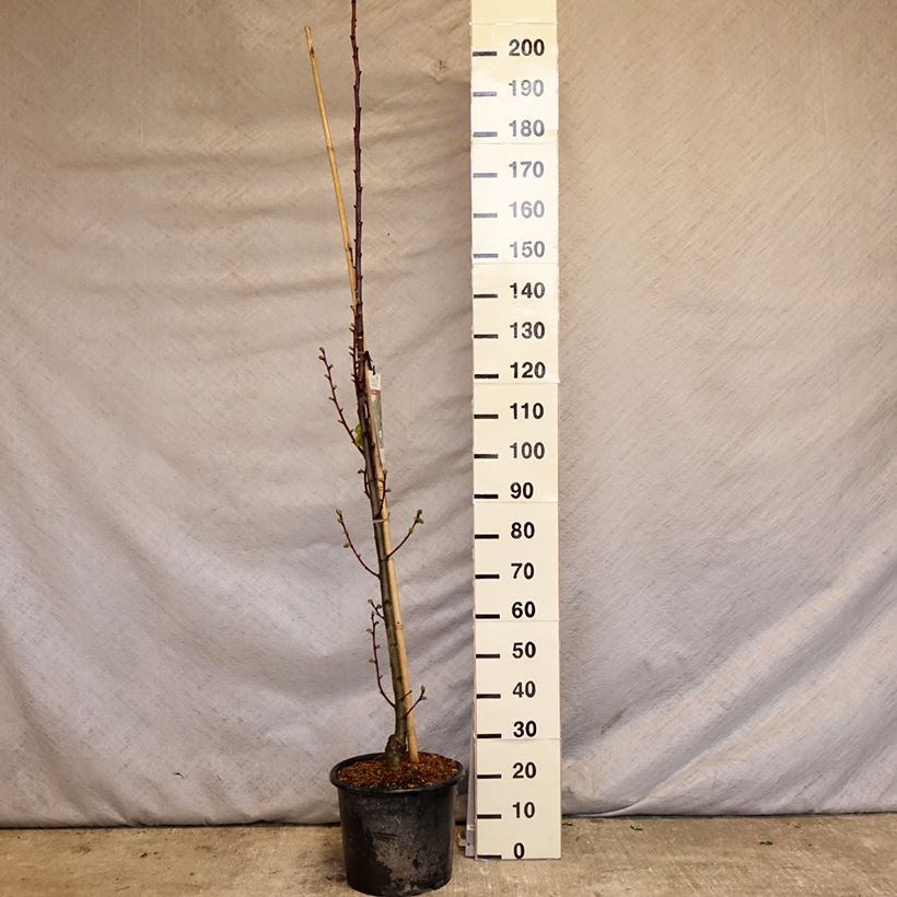 Spécimen de Tilleul à grandes feuilles - Tilia platyphyllos Rubra Pot de 12L/15L tel que livré au printemps