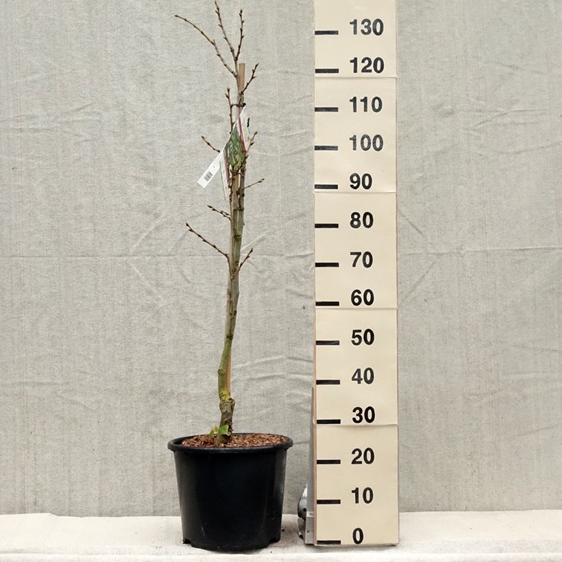 Spécimen de Tilleul de Henry - Tilia henryana Pot de 7.5L/10L tel que livré au printemps