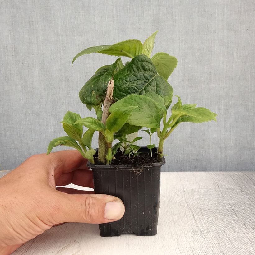 Spécimen de Titanotrichum oldhamii  Godet de 8/9 cm tel que livré en été
