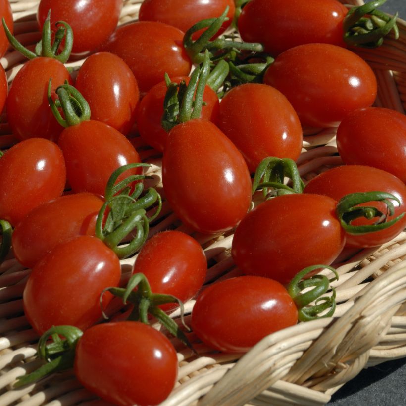 Tomate Aligote F1 - Vilmorin  (Récolte)