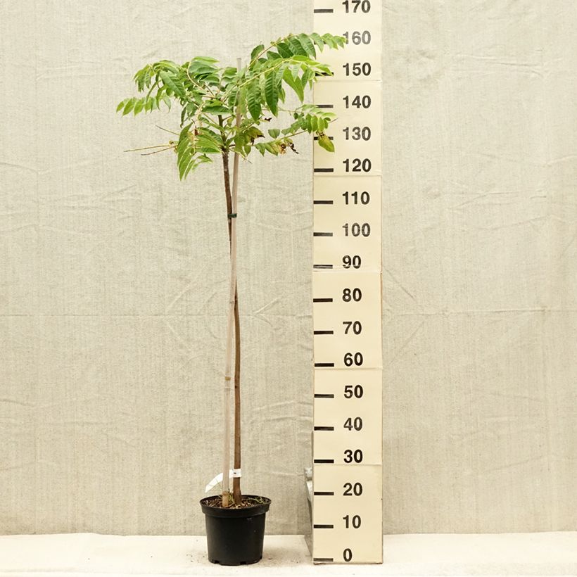 Spécimen de Toona sinensis - Acajou de Chine Pot de 4L/5L tel que livré en été
