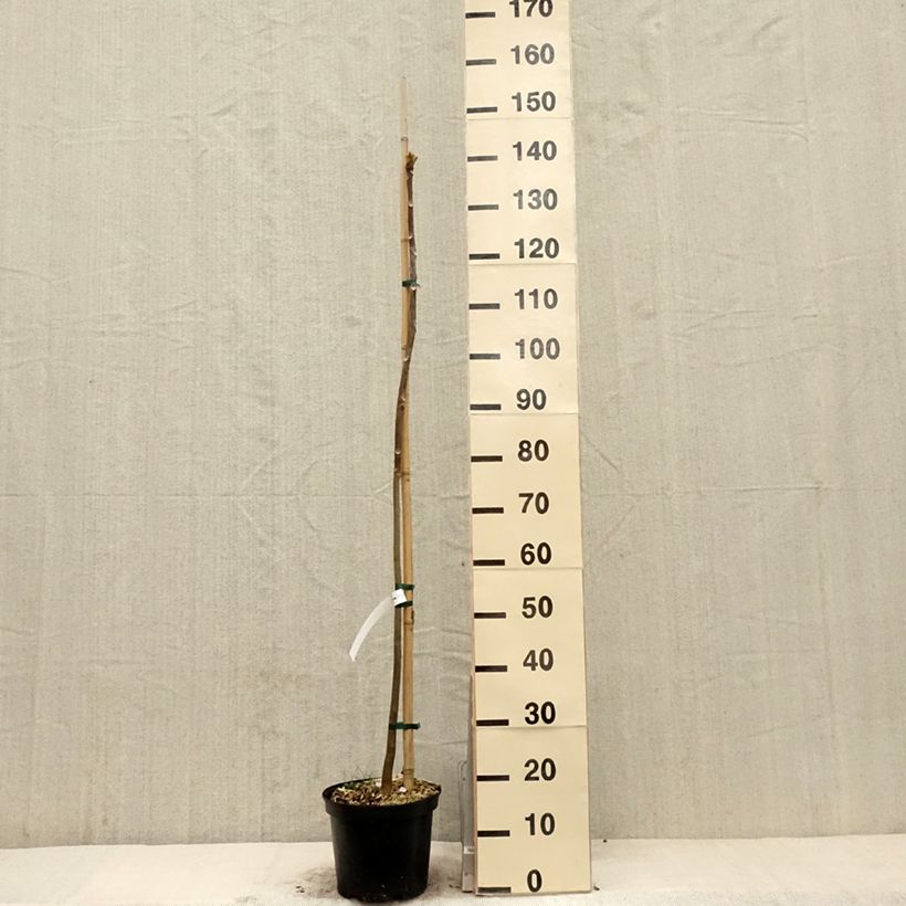 Spécimen de Toona sinensis - Acajou de Chine Pot de 4L/5L tel que livré au printemps