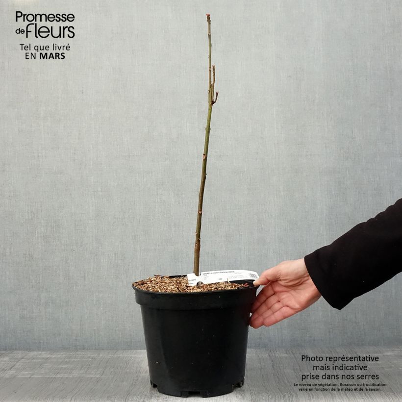 Spécimen de Toona sinensis Flamingo - Acajou de Chine Pot de 5L tel que livré au printemps