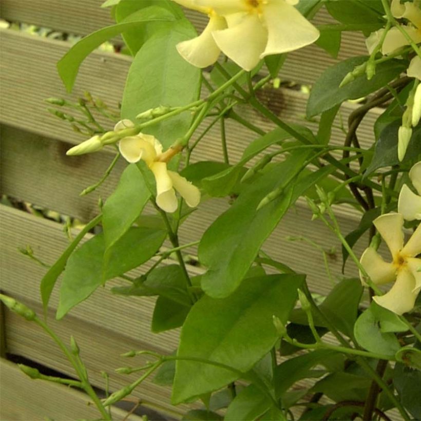 Trachelospermum asiaticum - Faux jasmin jaune (Feuillage)