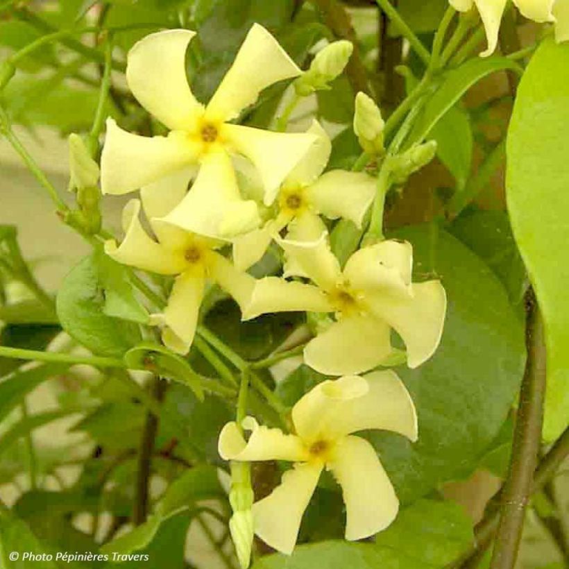 Trachelospermum asiaticum - Faux jasmin jaune (Floraison)