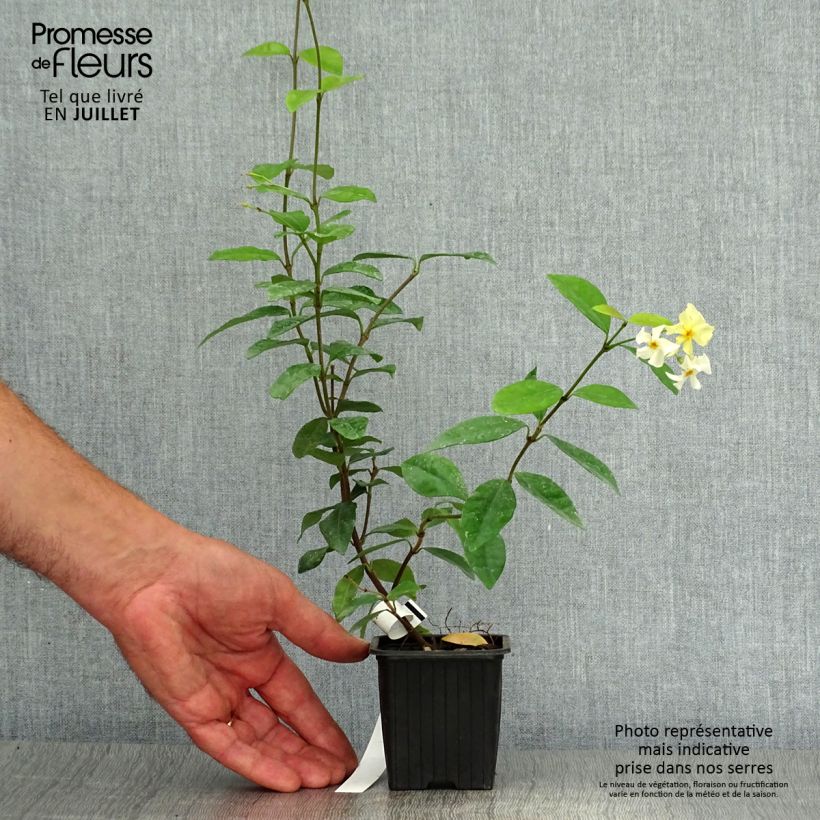 Spécimen de Trachelospermum asiaticum - Faux jasmin jaune Godet de 8/9 cm tel que livré en été