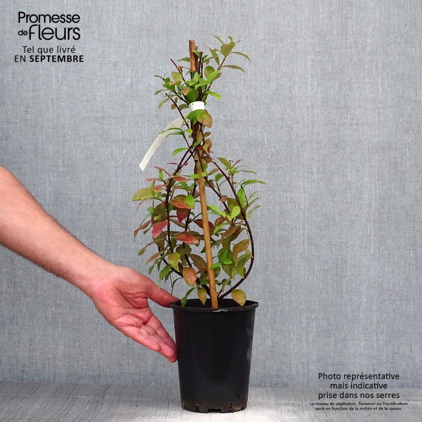 Spécimen de Trachelospermum asiaticum - Faux jasmin jaune Pot de 2L/3L tel que livré en automne