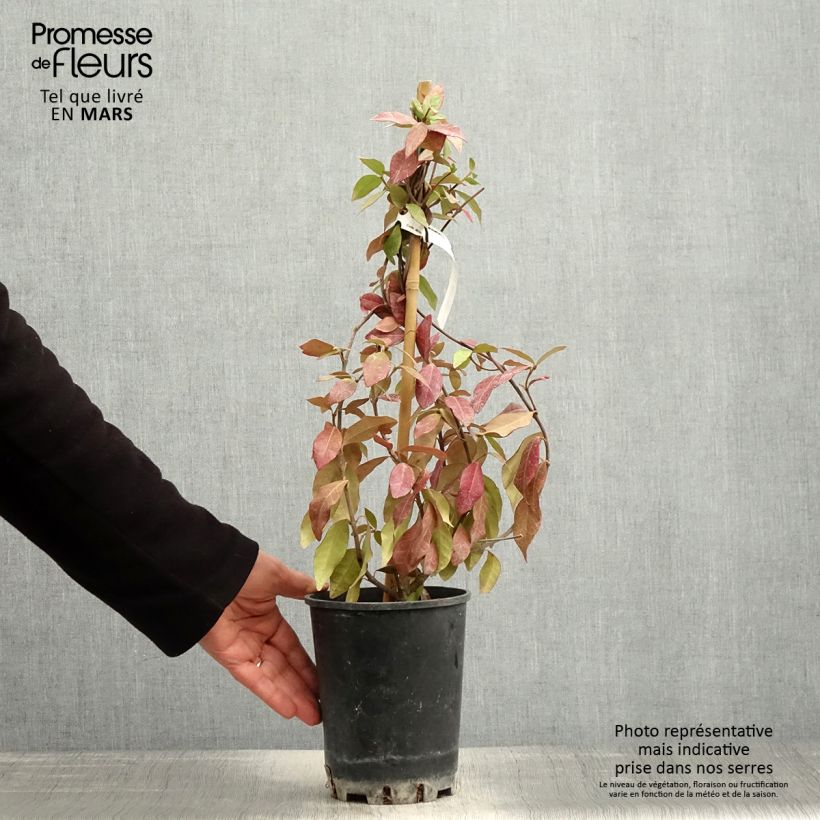 Spécimen de Trachelospermum asiaticum - Faux jasmin jaune en pot de 2/3L tel que livré au printemps