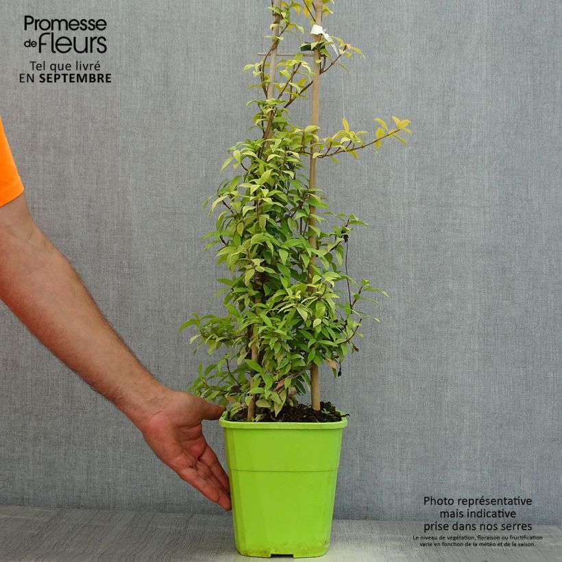 Spécimen de Trachelospermum asiaticum Golden Memories Pot de 3L/4L tel que livré en été