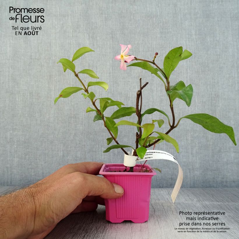 Spécimen de Trachelospermum asiaticum Pink Showers - Jasmin étoilé Godet de 8/9 cm tel que livré en été