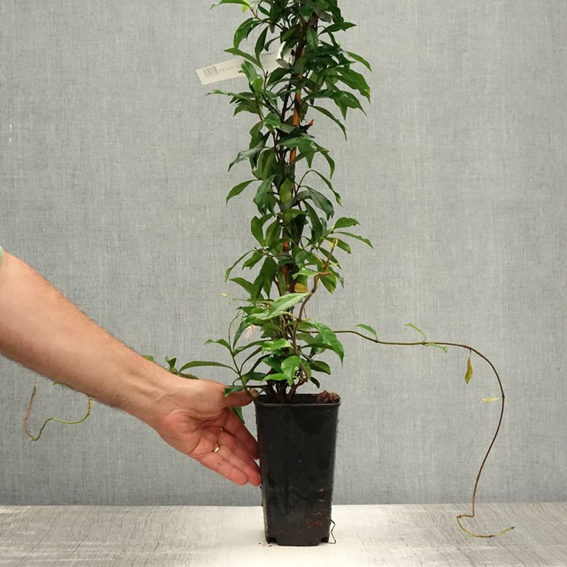 Spécimen de Trachelospermum asiaticum Pink Showers - Jasmin étoilé Pot de 2L/3L tel que livré en été