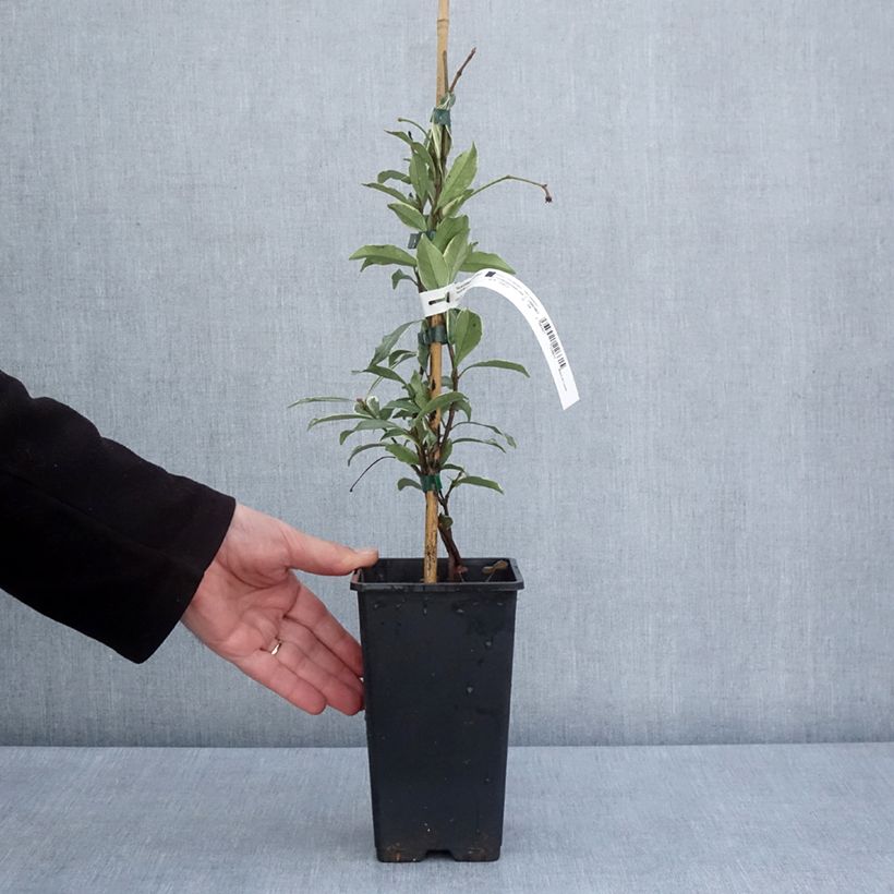 Spécimen de Trachelospermum asiaticum Star of Milano - Jasmin étoilé Pot de 1.5L/2L tel que livré au printemps