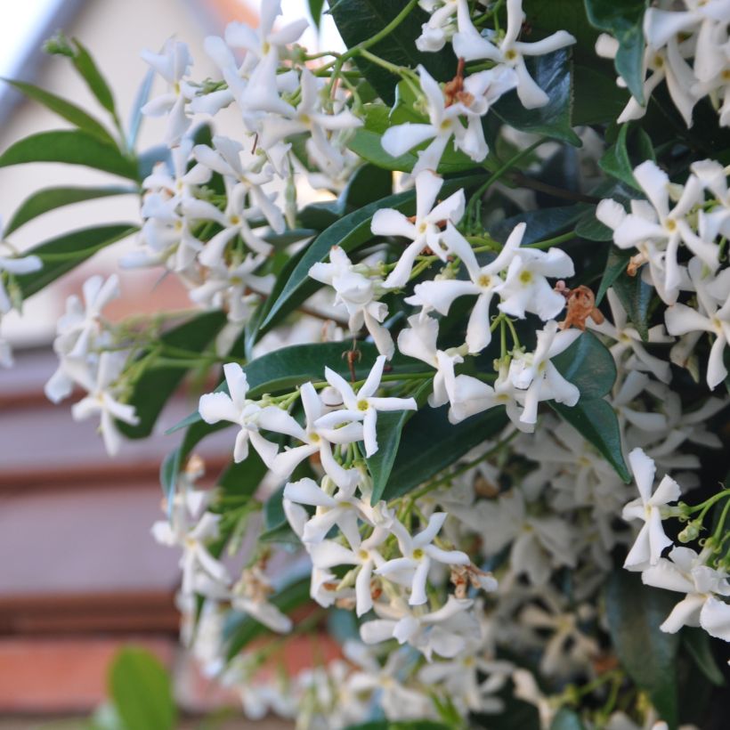 Jasmin étoilé - Trachelospermum jasminoides (Floraison)
