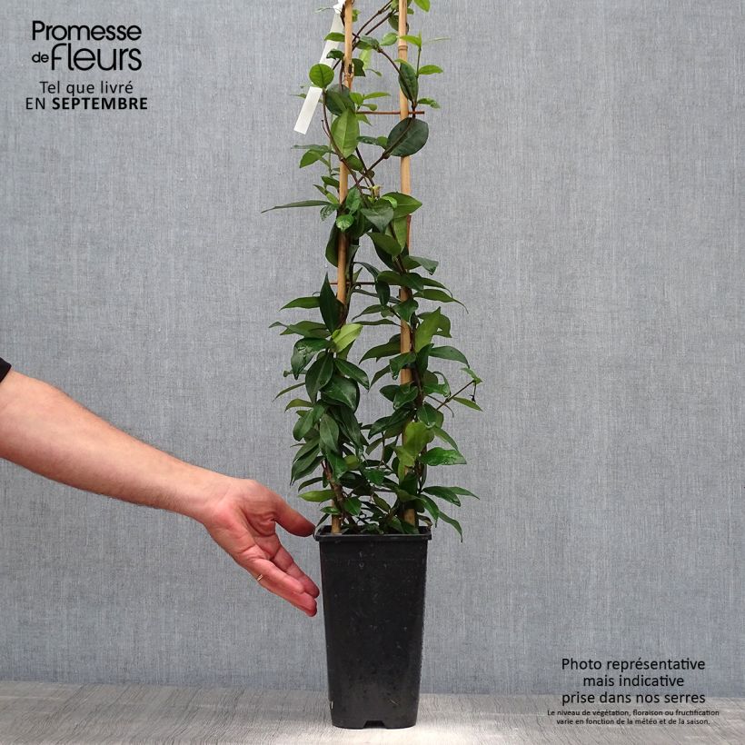Spécimen de Trachelospermum jasminoides Winter Ruby - Jasmin étoilé tel que livré en automne