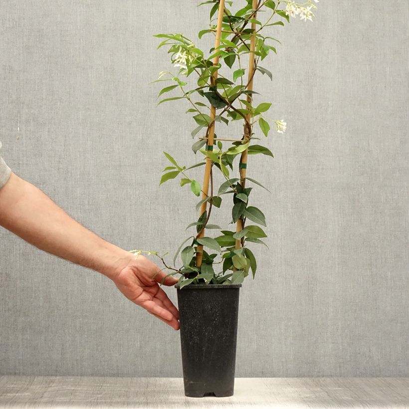 Spécimen de Trachelospermum jasminoides Winter Ruby - Jasmin étoilé Pot de 2L/3L tel que livré en été