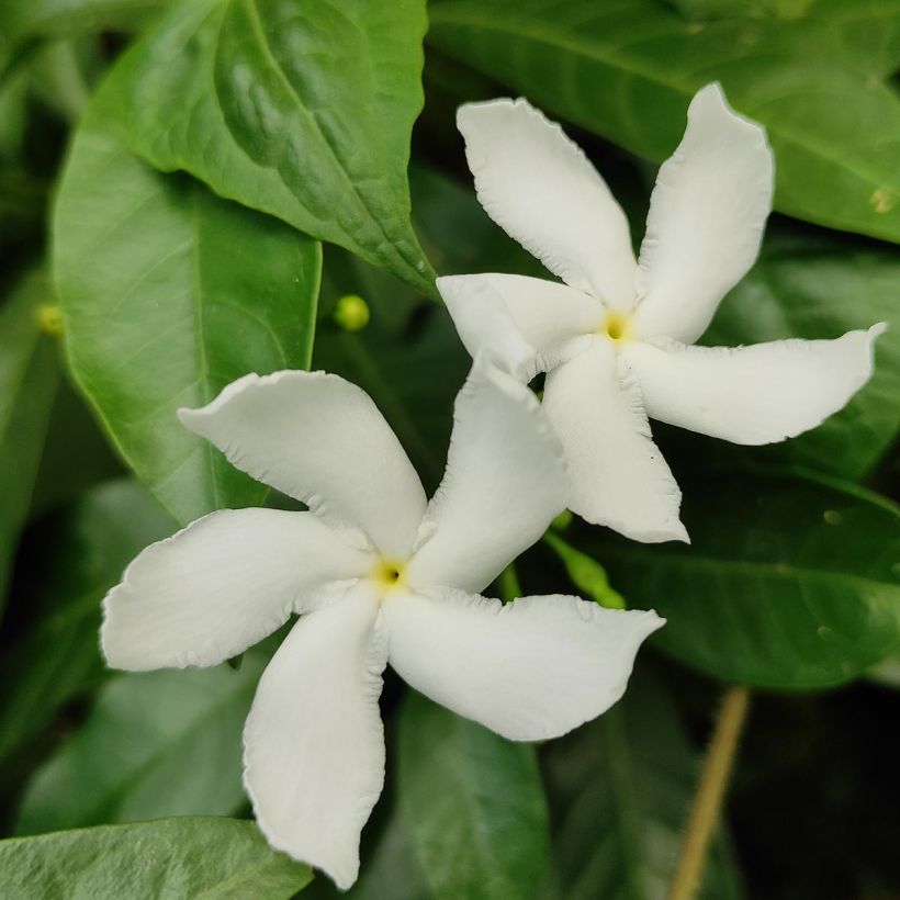 Jasmin étoilé - Trachelospermum jasminoïdes Star Of Venice (Floraison)