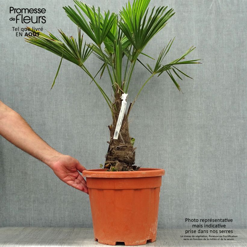Spécimen de Trachycarpus wagnerianus - Palmier miniature Pot de 12L/15L, Hauteur de tronc (Stipe) 20/30cm tel que livré en été