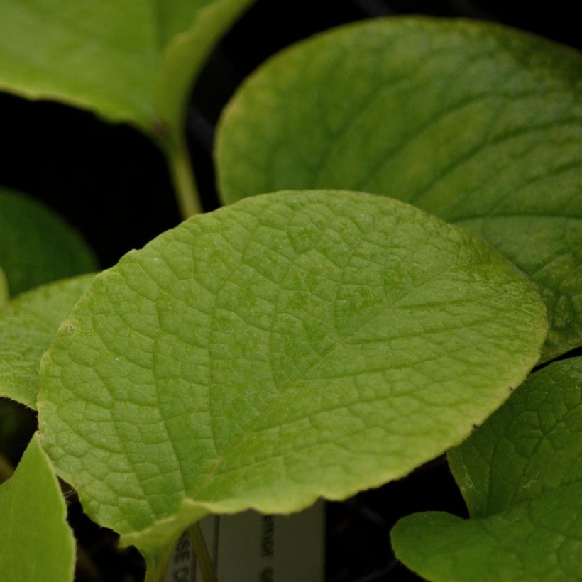 Trachystemon orientalis (Feuillage)