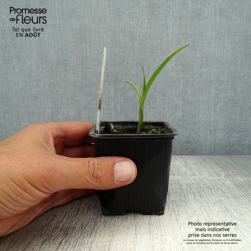 Spécimen de Tradescantia andersoniana Domaine de Courson Godet de 8/9 cm tel que livré en été