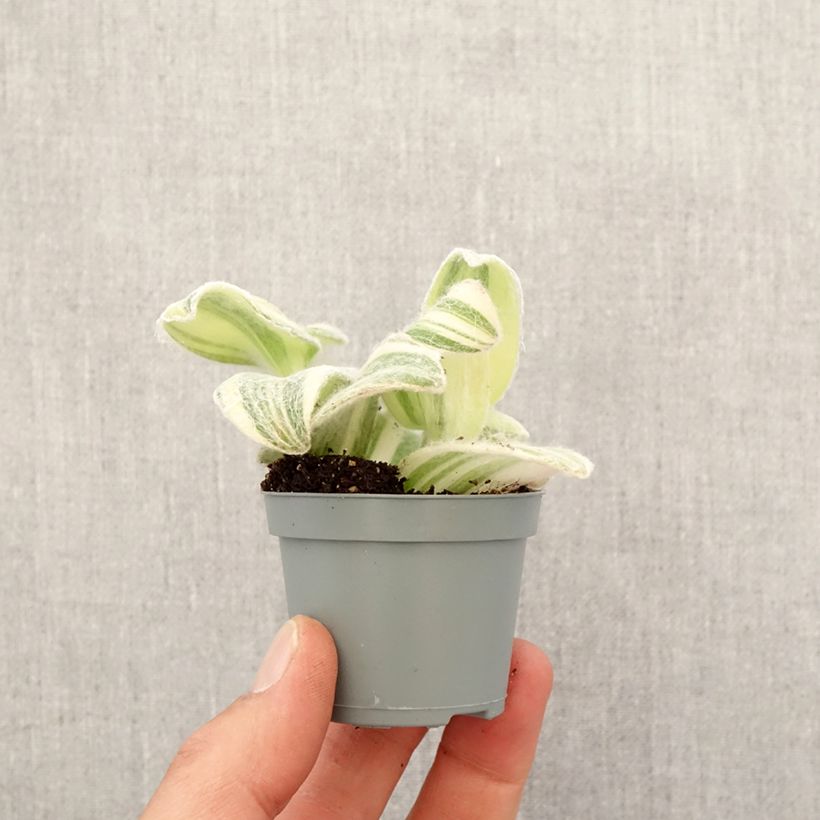Spécimen de Tradescantia Brightness Mini-plante tel que livré au printemps