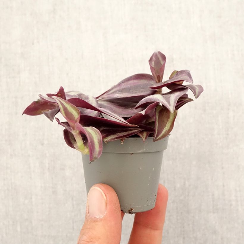 Spécimen de Tradescantia zebrina Purple Joy Mini-plante tel que livré au printemps