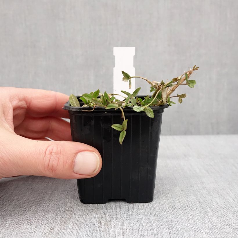 Spécimen de Trifolium fragiferum - Trèfle porte-fraise Godet de 8/9 cm tel que livré en hiver